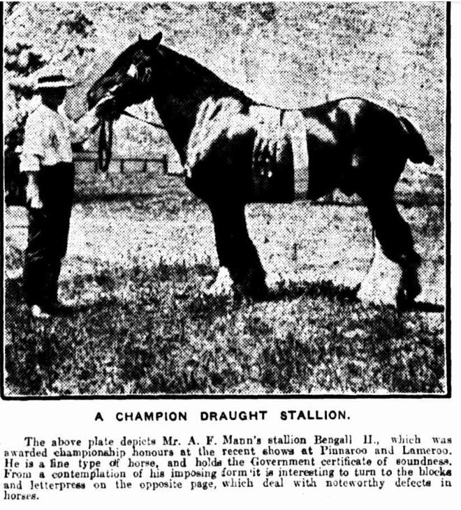 Champion Draught stallion at Crystal Brook show 1916