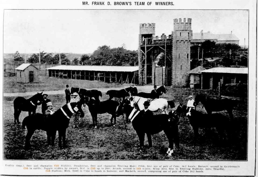 Frank Brown's winning cobs at Sydney Royal Show 1908
