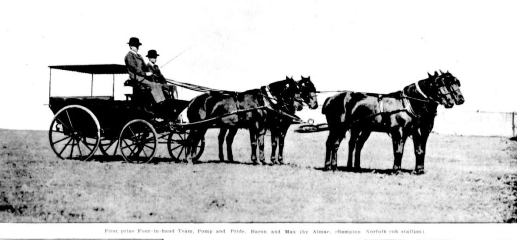 Frank Brown's team of carriage horses