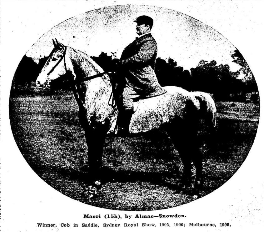 Winner Sydney Royal Show 1917, Cob in Saddle: Maori