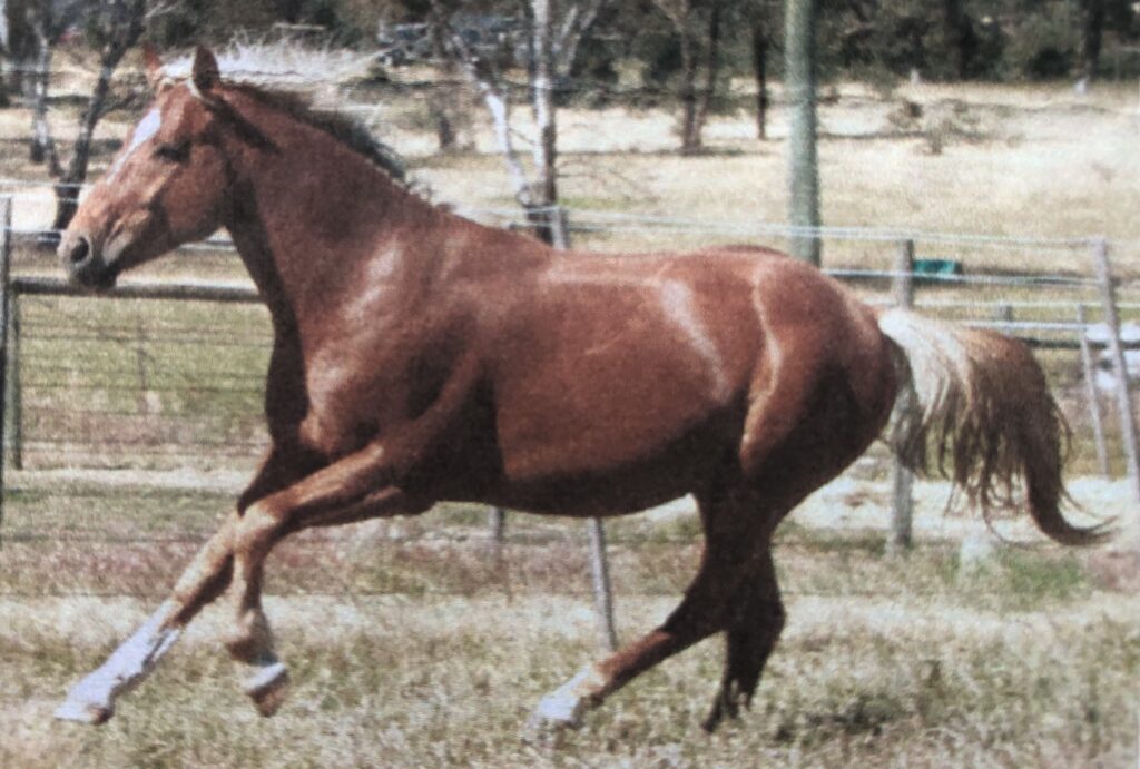 Waler horse Newhaven Tobruk