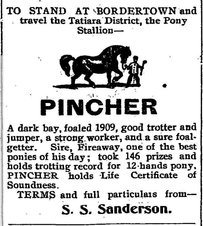 Pony stallion Pincher advertisement 1923