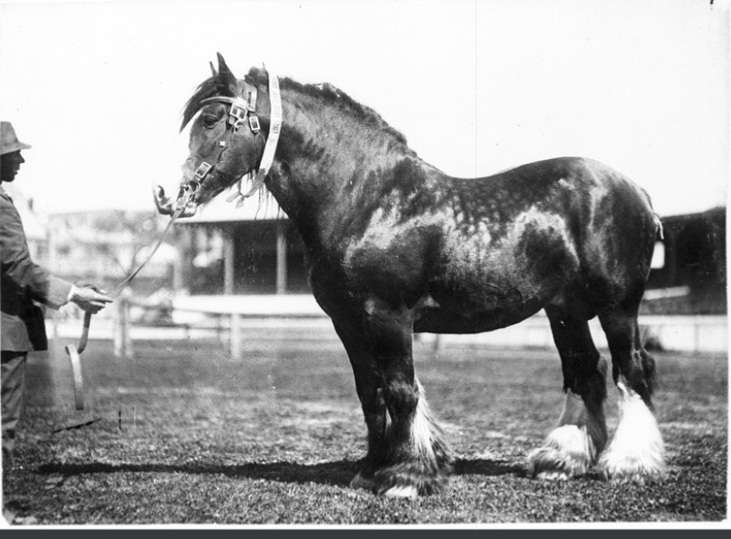 Prize winning draught horses at a horse show held at Jubilee Oval, Adelaide