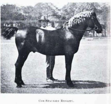 Cob stallion Realist