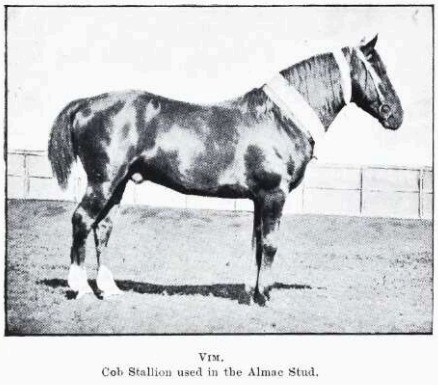 Cob stallion Vim