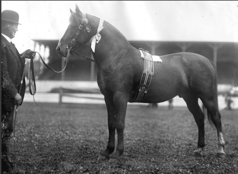 A winner at Adelaide Show 1923