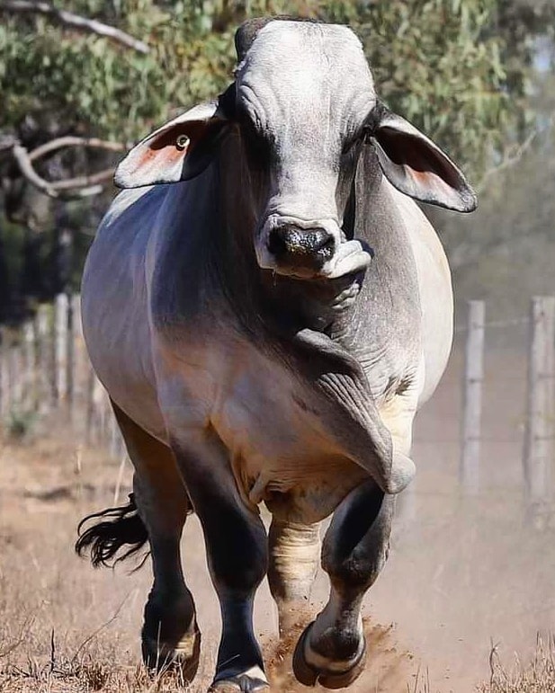 Brahman bull from NCC Brahmans, Australia