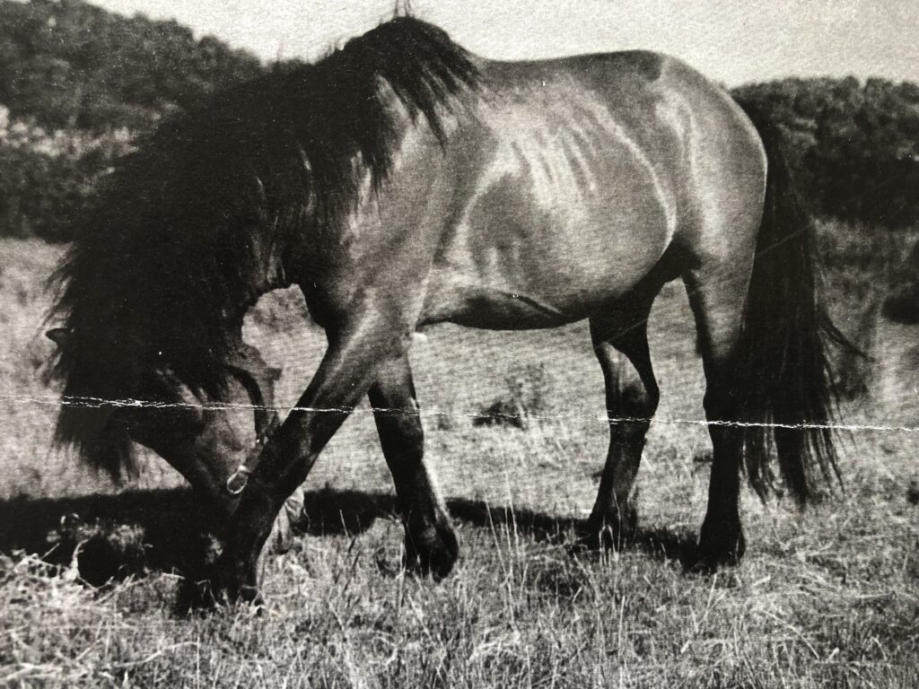 Waler pony stallion Sergeant Small