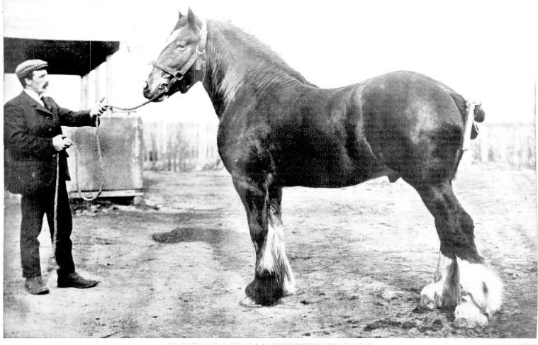 Clydesdale stallion Earl of Millfield