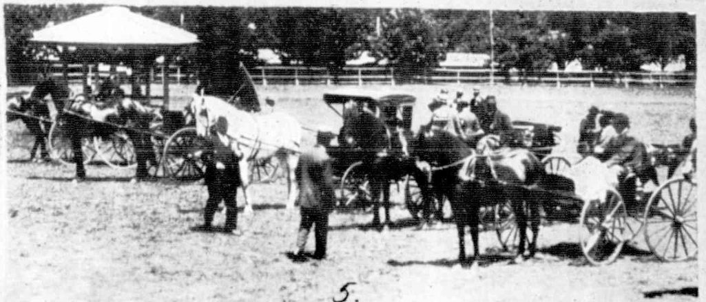 Buggy horses at Ballarat Show 1921