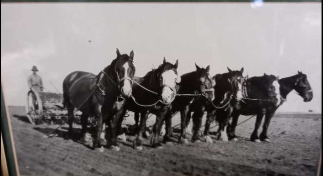 Horse team in the Mallee 1940s-50s