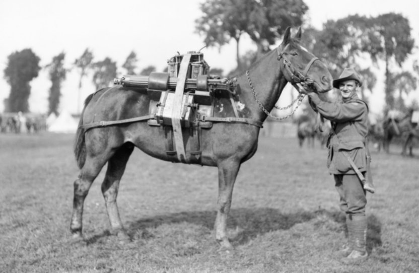 244 Driver F W Stephenson, 2nd Australian Machine Gun Battalion, with a pack horse loaded with a machine gun