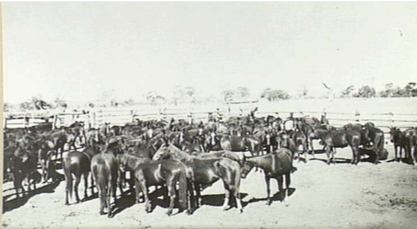 Horses at Renner Springs, Northern Territory in 1941