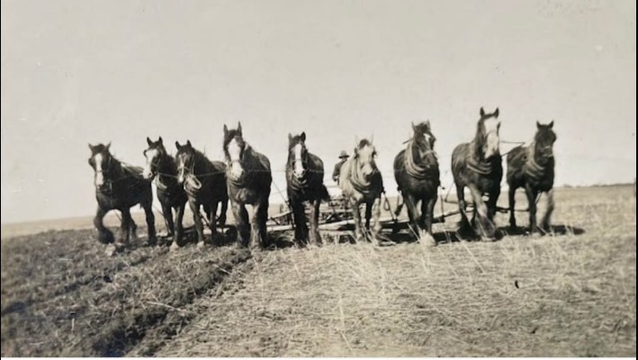 Horse team in the Mallee, Victoria