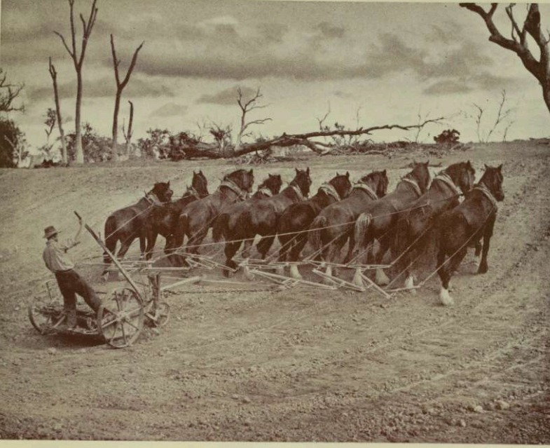 A ten horse team scooping an irrigation channel at Heyfield, Victoria