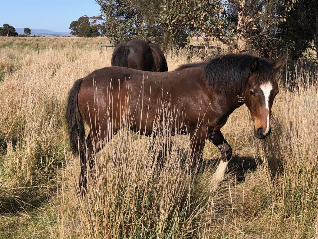 Waler filly foal Mollie at seven months old in the long grass