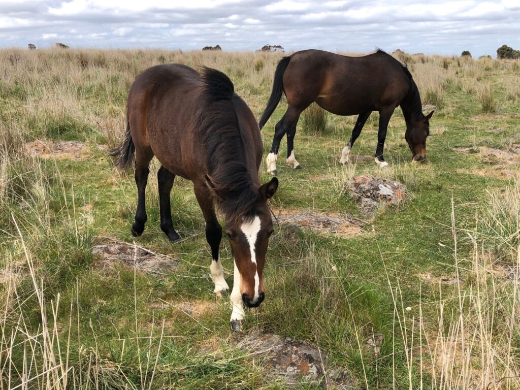 Waler filly foal Mollie and her dam Topsy grazing together
