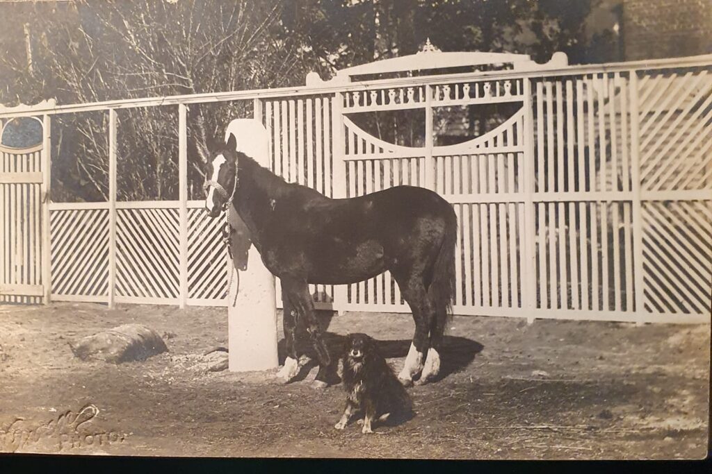 A.E Callow's stables in Ballarat 1923