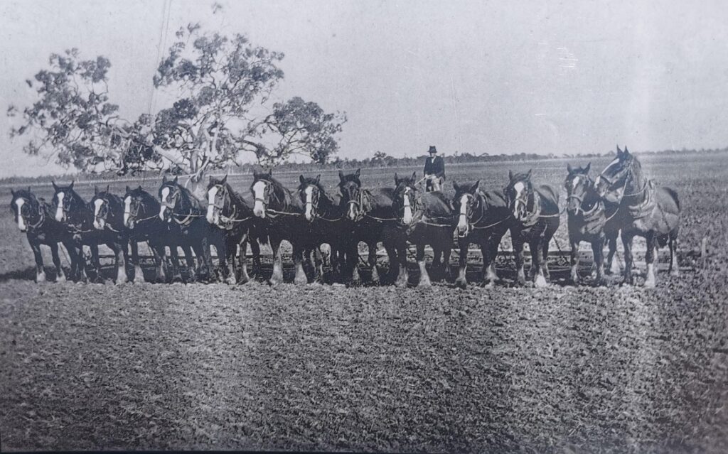 A team of horses on the Mallee, Victoria