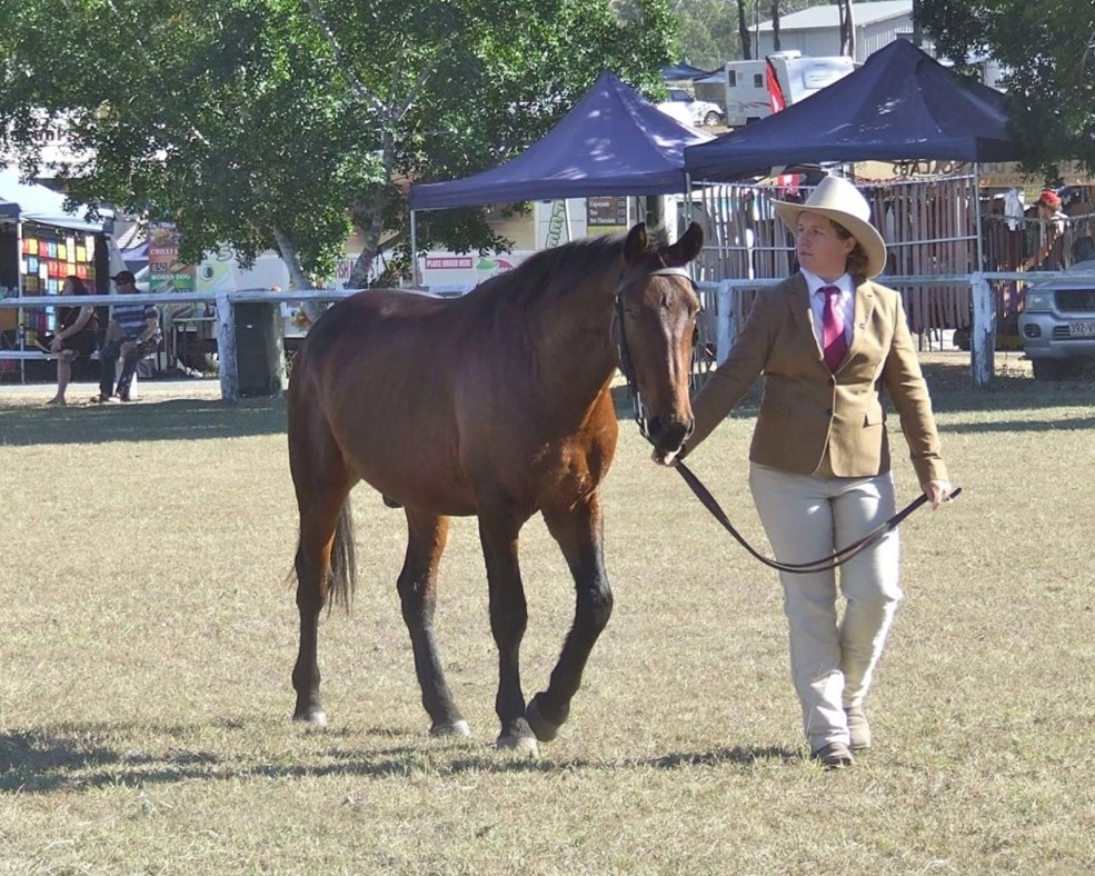 Stallion Archer and owner Christie in led class at Mount Larcom show