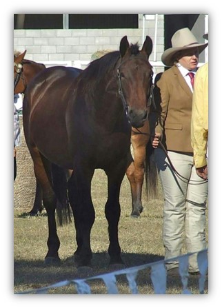 Christie and her stallion Archer at Mt Larcom show