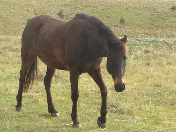 Waler mare Aria in paddock, age approx 6