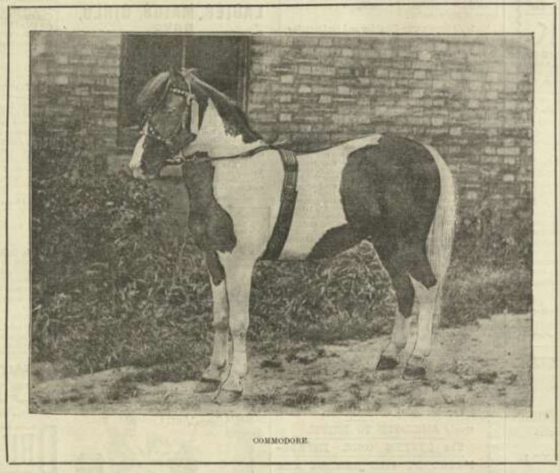 Circus pony stallion Commodore