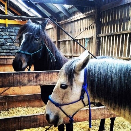 Enoch and Coolibah in stables at Collingwood Children's Farm for the first time