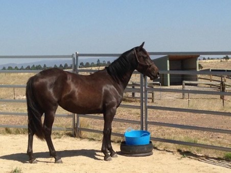 Five year old Waler mare Faith