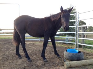 One year old Waler filly Faith