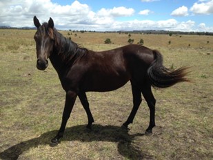 Two year old Waler filly Faith