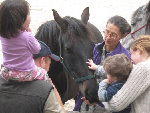 Waler gelding Fisher's first visit to Collingwood Children's Farm, 2007