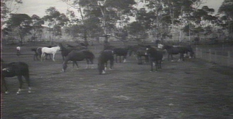 Glen Innes Farm horses grazing, 1921