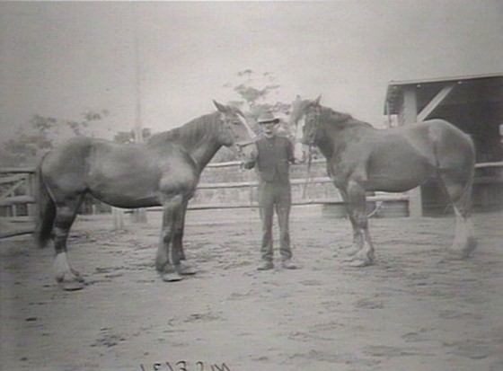 Glen Innes Farm, horses bred on farm.