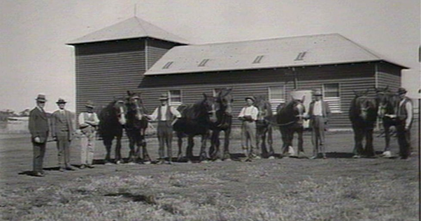 'Glen Innes Experimental Farm. Working horses.' December 1921. State Library NSW