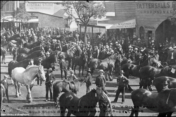 Parade of stallions for a stud stock sale, Toowoomba, Queensland, 1908. State Library Qld