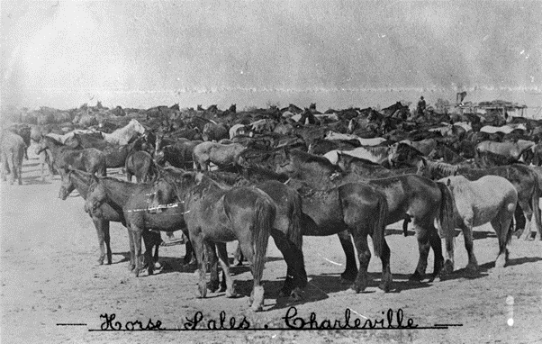 'Horse sales at Charleville, Queensland, ca. 1909.' State Library Qld.
