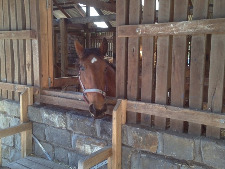 Waler mare Mega in stables at Collingwood Children's Farm 2016