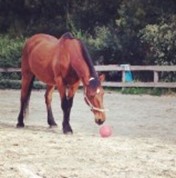 Waler mare Mega playing with ball in arena at Collingwood Children's Farm 2006