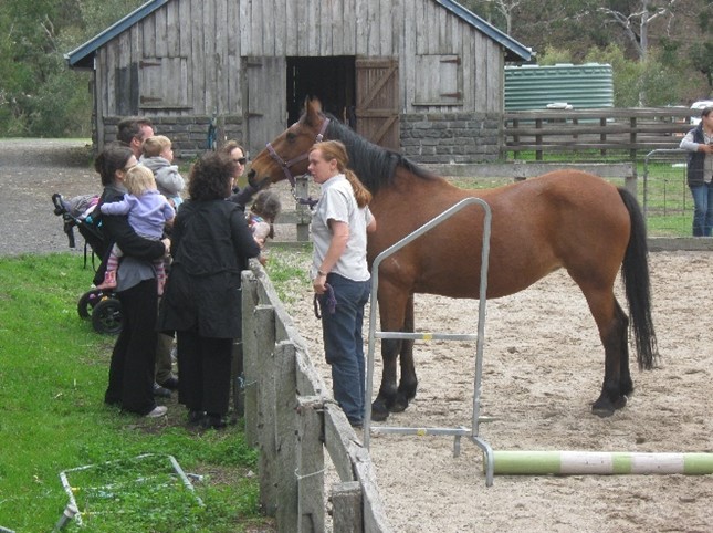 Waler mare Mega first meeting of visitors at Collingwood Children's Farm