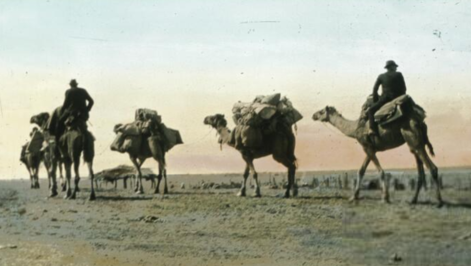 'our camels [Oodnadatta Alice Springs mail, with passenger included] [transparency] : part of lantern slide lecture collection, 1926 / Miss Colley.' National Library of Australia.
