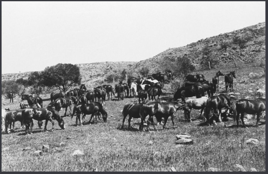 'Mob of horses at Yardea. C. 1902.' State Library S.A.
