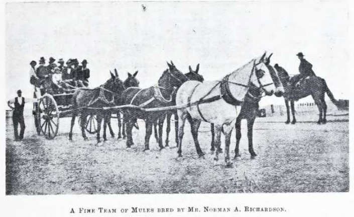A mail coach (waggonette) leaving Port Augusta for Tarcoola, six mules, Norman Richardson driving, he also bred the mules.