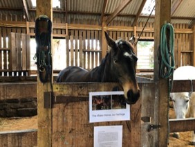 Waler mare Piperita in stables at Collingwood Children's Farm