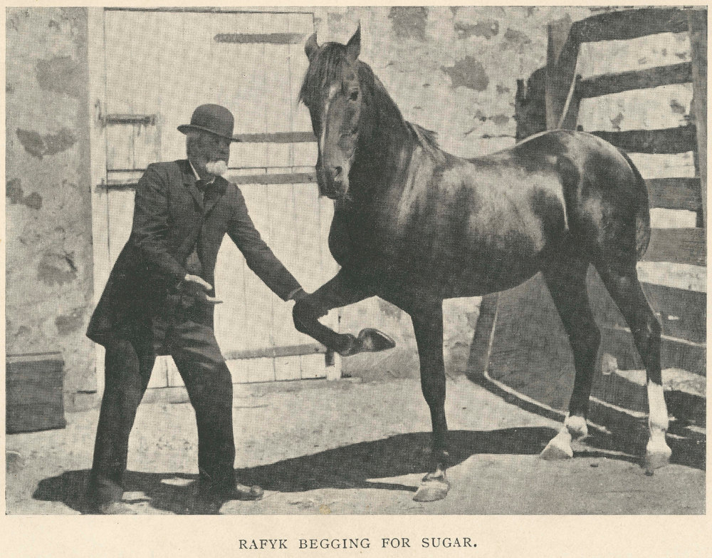 Arab stallion Rafyk begging for sugar, with owner James Penn Boucaut