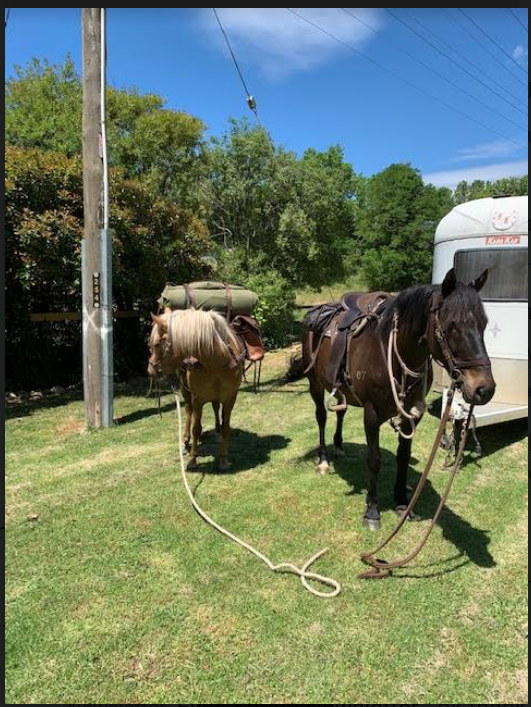 Richard Crispin horses for packing trip, including Xanthos Timor pony stallion