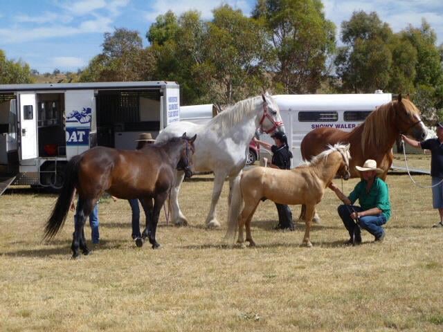 Richard Crispin with all is rare breed horses at a show, including a Shire