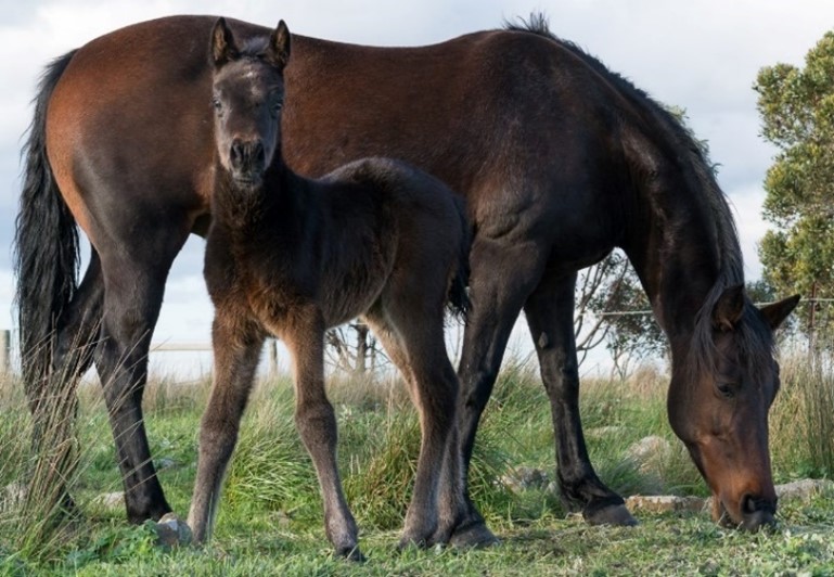 Waler mare Rigoletto with new foal, filly Faith