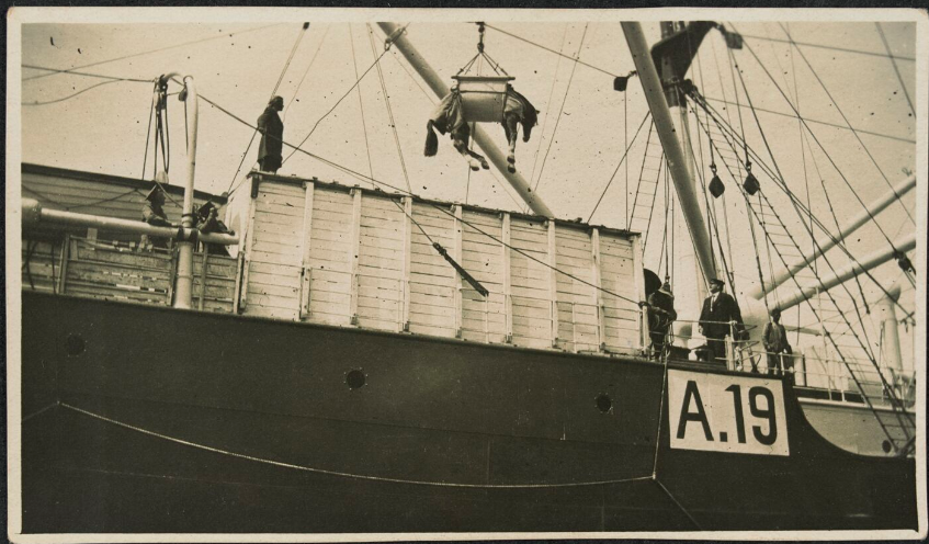 'Slinging horses on board S.S. Karroo leaving Alexandria for Dardanelles.'
