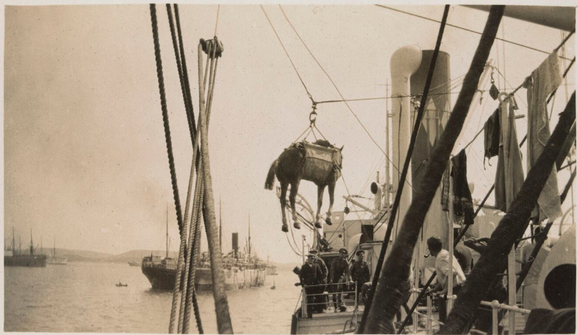 'Practising unloading horses into pontoons at Lemnos Island.' c. 1915-16.